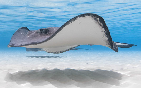 def-image-underwater2