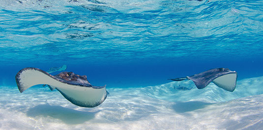 Stingray City